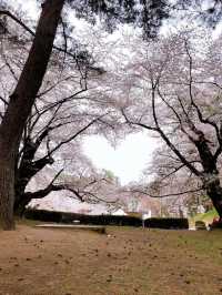 弘前公園裡的櫻花戀歌