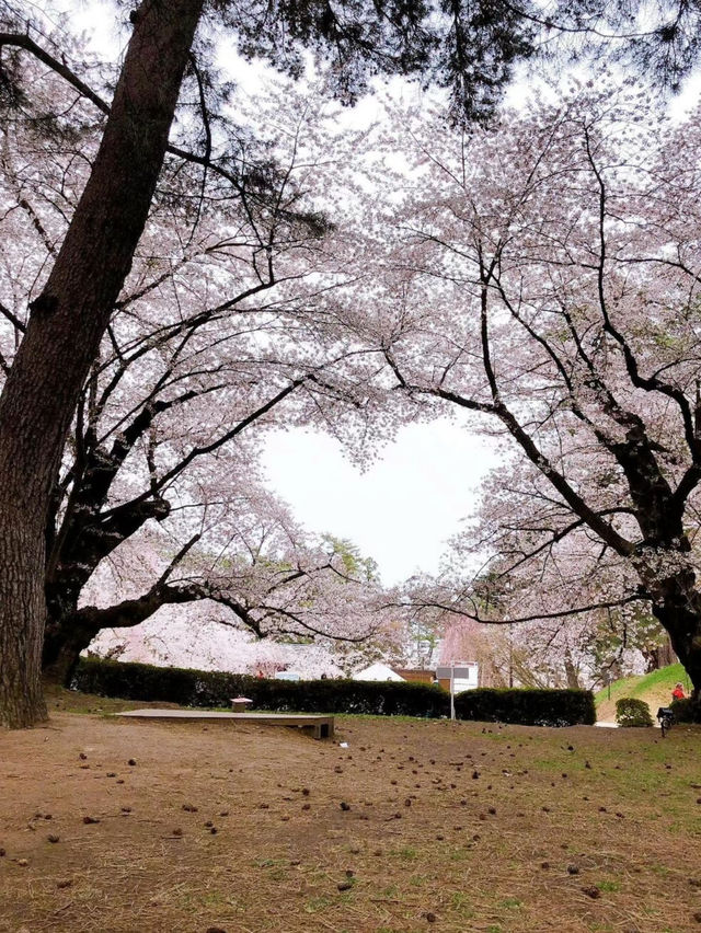弘前公園裡的櫻花戀歌