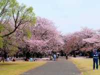 🌸 Cherry blossom bliss! 🌸