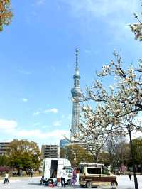 東京　東京観光　墨田区そよ風公園と東京スカイツリーのコラボは最高だぞ！