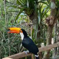 吉隆坡飛禽公園：熱帶鳥語花香，適合感受大自然生命力的理想場所