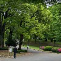 「谷中公園：歷史與自然之美，適合放鬆和沉思的春天好去處」