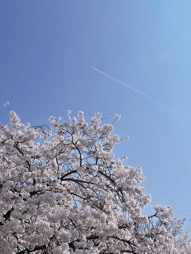 🌸경기도 벚꽃 명소 - 수원 팔달문 / 구 경기도청 