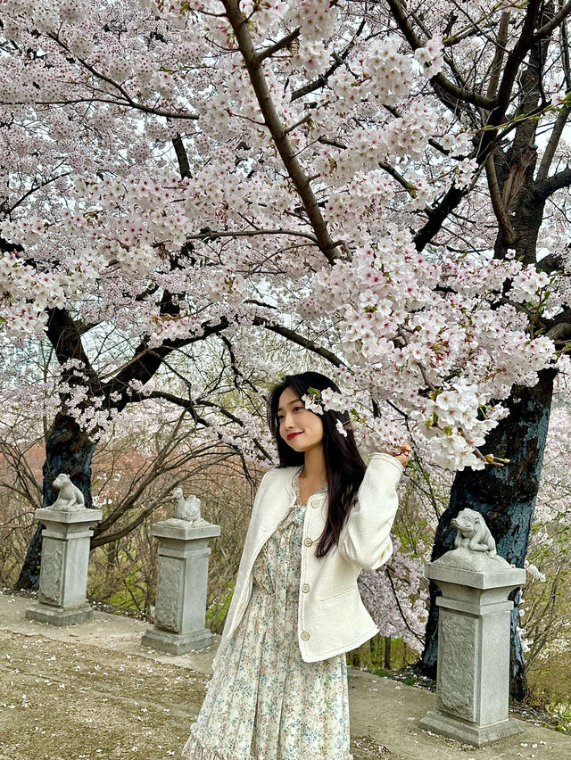 봄만 오면 가는 내 원픽🌸