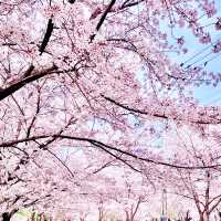 Cherry Blossom Street by the Daereungwon Tomb