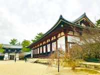 A beloved symbol of Nara’s connection to nature 🇯🇵