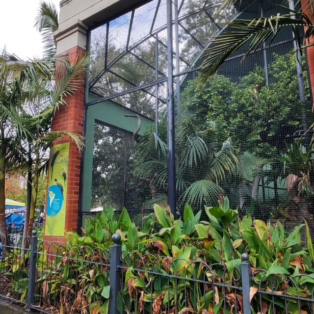墨爾本動物園 Melbourne Zoo 