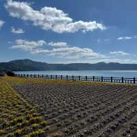 四季花海「池田湖」