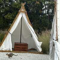 馬來西亞金馬倫高原～貴族優質酒店式camping 