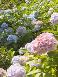 千葉県　紫陽花スポット　服部農園あじさい屋敷