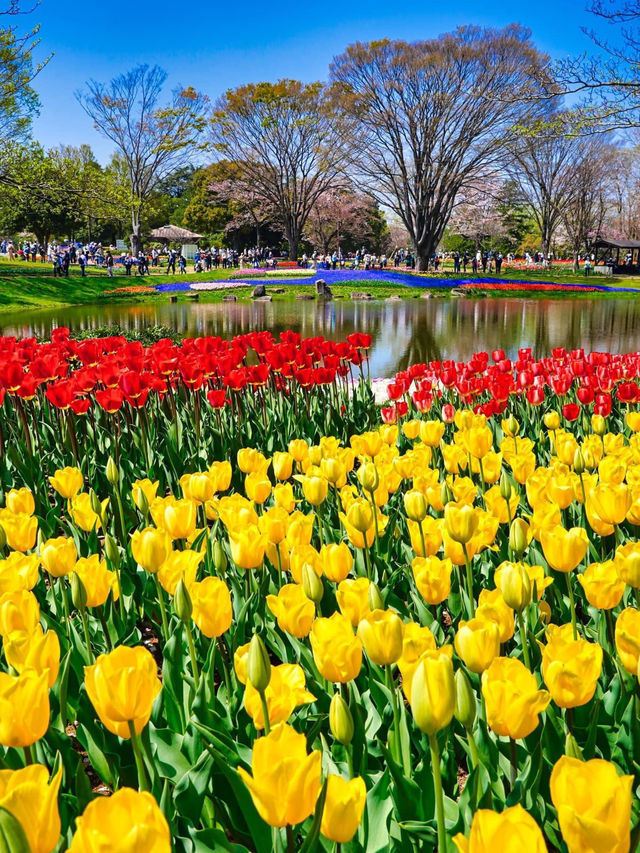 昭和紀念公園賞花