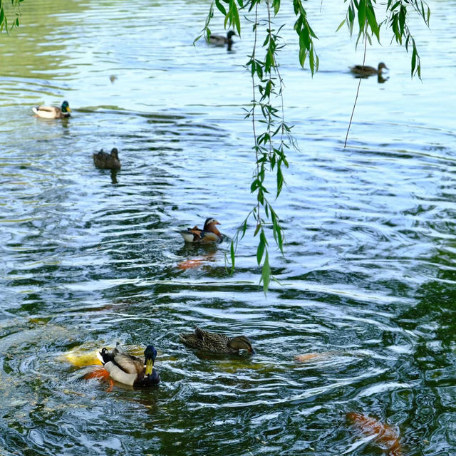 【東湖公園】觀賞野生水鴨，春天好去處