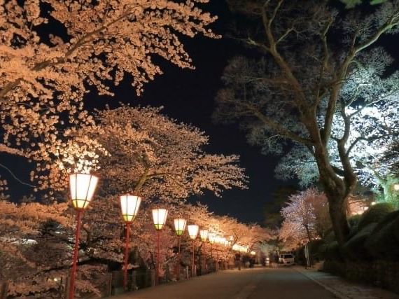 日本三大名園的兼六園賞櫻