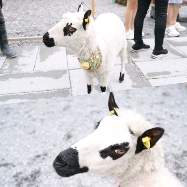 🥳宜蘭最新超萌動物農場🤪
