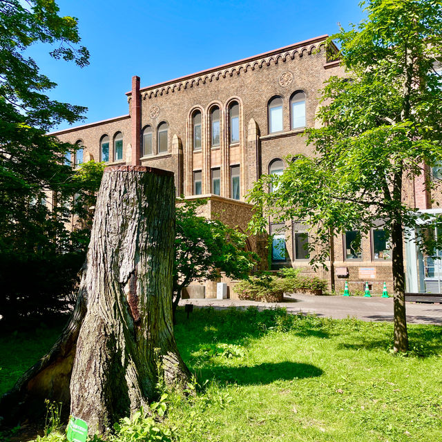 Serene Strolls at Hokkaido University