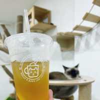Purrfectly Delightful: Chunky Cat Cafe, Komtar JBCC 🇲🇾