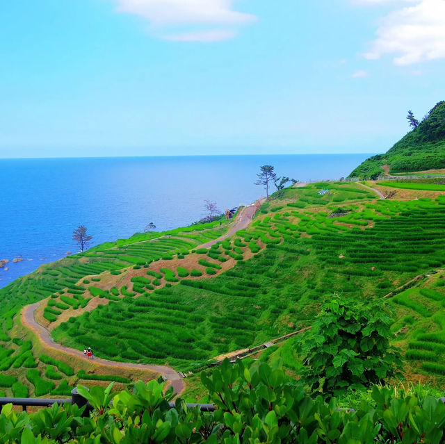 【絶景】世界農業遺産！白米千枚田