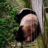 A Peaceful Encounter at Panda Valley, Dujiangyan