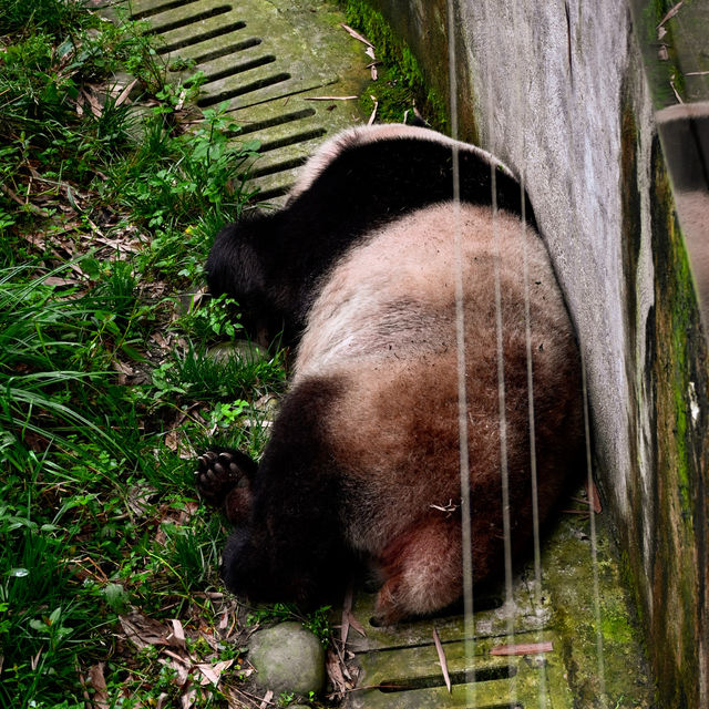 A Peaceful Encounter at Panda Valley, Dujiangyan