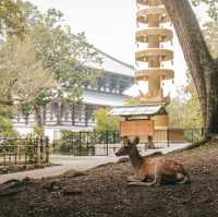 เที่ยวเมืองเก่าสุดชิค เดินเล่นกับน้องกวาง🦌