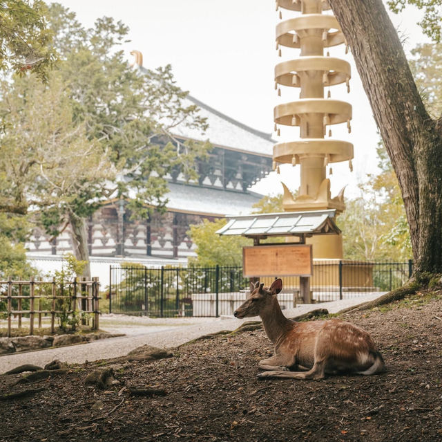 เที่ยวเมืองเก่าสุดชิค เดินเล่นกับน้องกวาง🦌