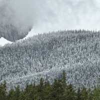 Frosted pine trees at the canadian Rockies