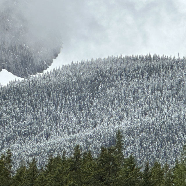 Frosted pine trees at the canadian Rockies