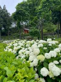 一度は行きたい☺️💠紫陽花の名所💠京都・三室戸寺