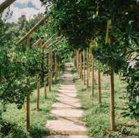 สวนของฉัน My garden 