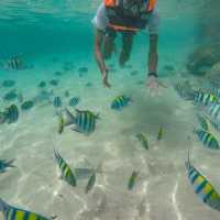 Rubiah island 