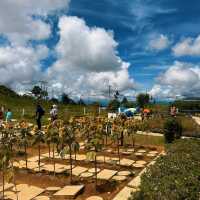 Desa Dairy Farm 'The Little New Zealand'