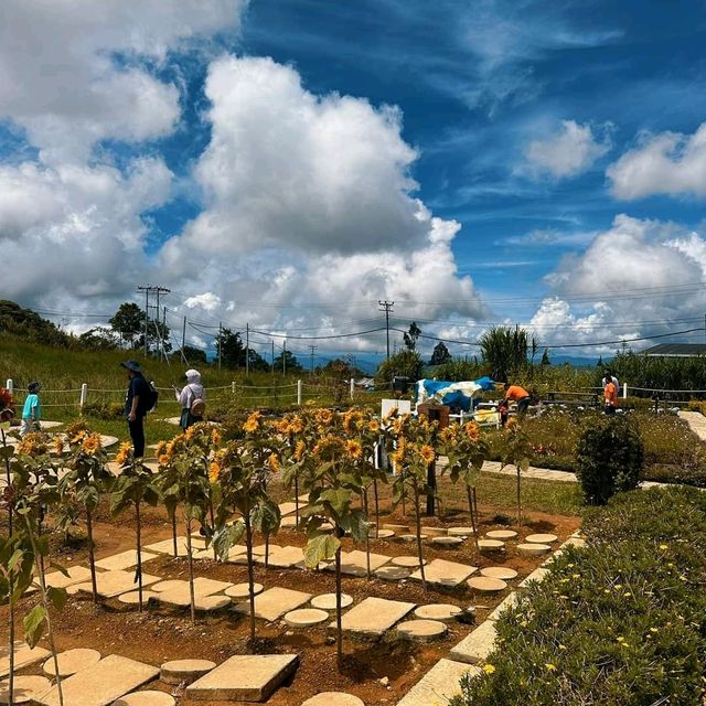 Desa Dairy Farm 'The Little New Zealand'