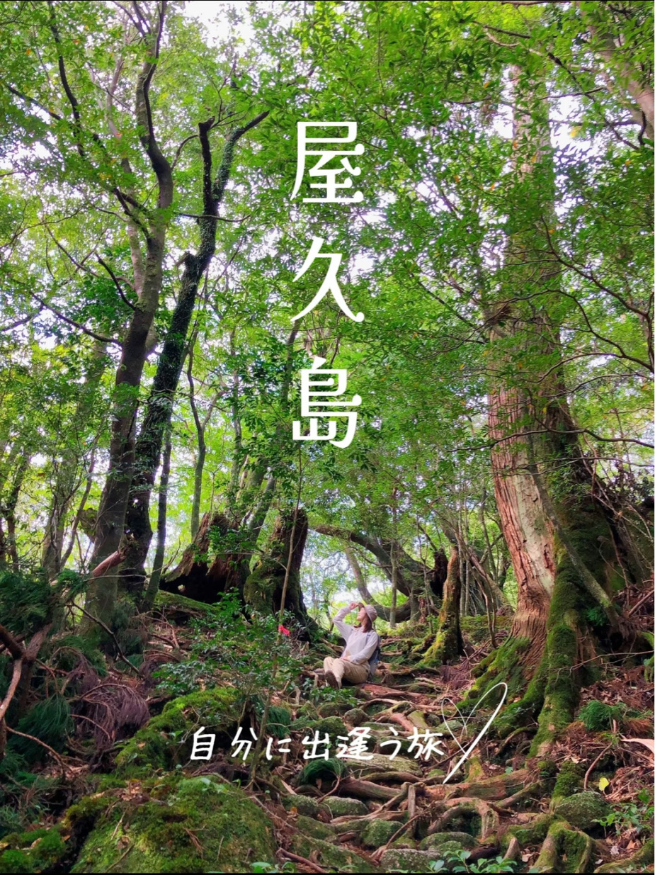 一度は行きたい世界遺産🌲屋久島🌲 | Trip.com 屋久島町 一度は行きたい世界遺産🌲屋久島🌲 | Trip.com 屋久島町