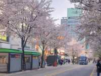 서울 대학가 앞 벚꽃 스팟은 < 신촌 명물거리 >
