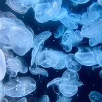 鹿兒島水族館-九州最大規模水族館，必看鯨鯊、水母與魔鬼魚