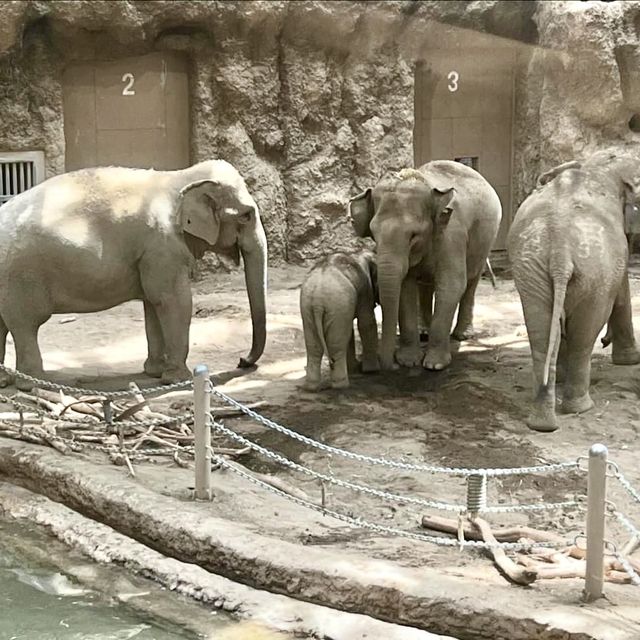 圓山（円山）動物園-交通方便，值得參觀的親子景點