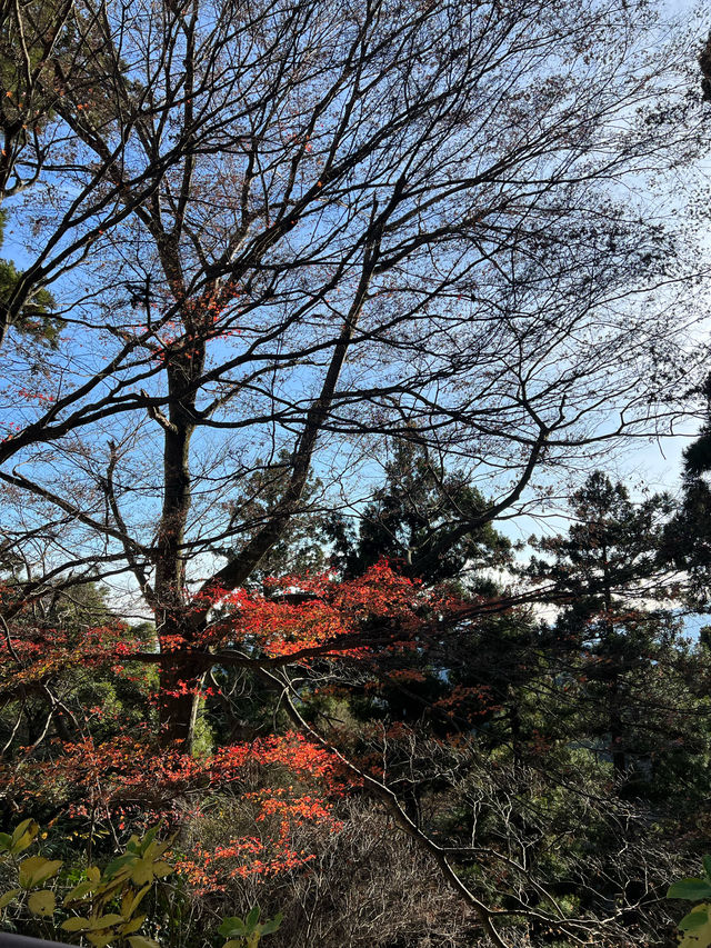 東京｜高尾山一日遊散策