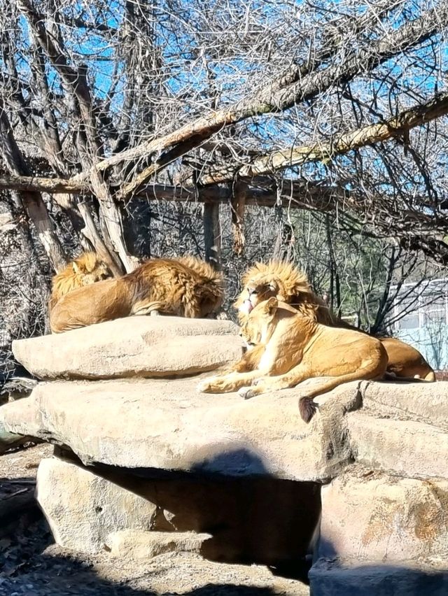 용인🤍 🎠에버랜드🎡