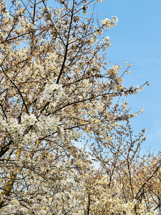 🇰🇷濟州島賞櫻+看日落同時滿足的地方🌸🌅