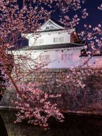 何もかも無料 ・水口城の夜桜🌸