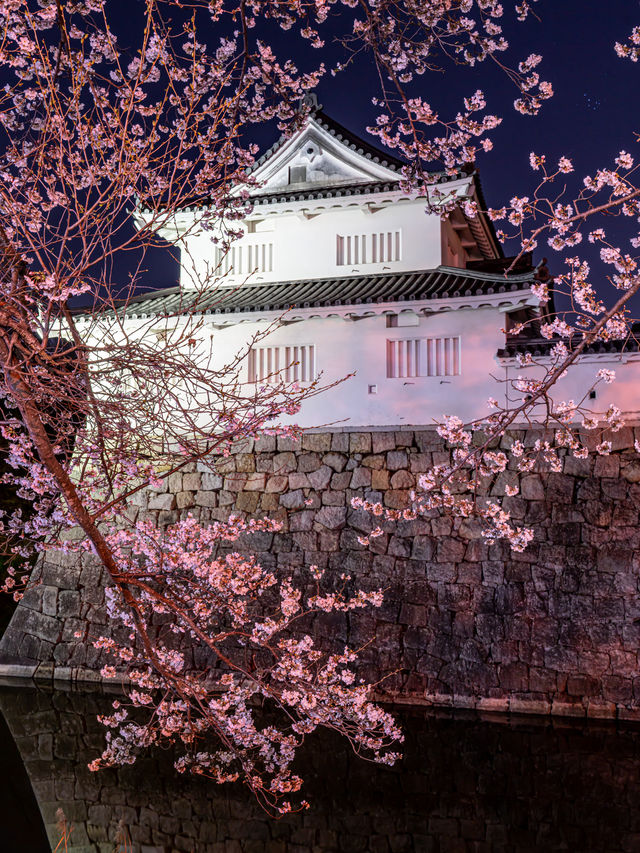 何もかも無料 ・水口城の夜桜🌸