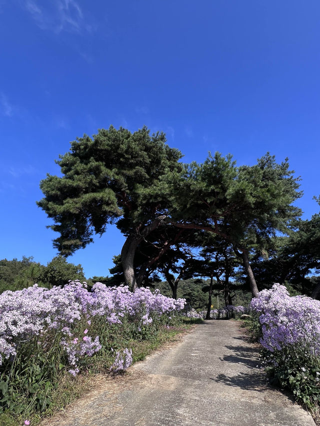 개미취 🌺🪻🌼🌸축제 여행 계획할때에요~ 