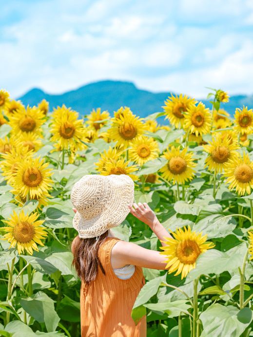 新潟】夏の絶景🌻約50万本のひまわりが咲き誇るスポット🫧✨ | Trip