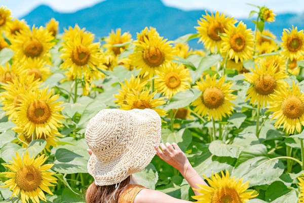 新潟】夏の絶景🌻約50万本のひまわりが咲き誇るスポット🫧✨ | Trip