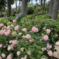 宇治6-7月盛名的繡球花園