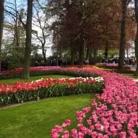 Keukenhof Gardens, Netherlands – Tulip Blossom Festival