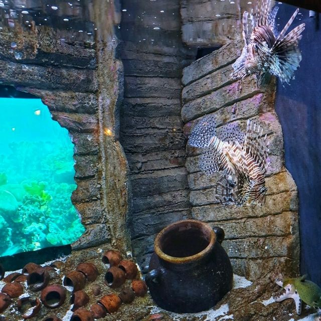 🇲🇾 Underwater Wonders: Exploring Aquaria KLCC