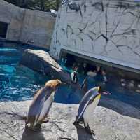 【旭山動物園:北海道旭川市】近くで生き生きとした動物を見ることができる動物園✨