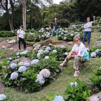 Spring Garden Kundasang, A Slice of Nature's Paradise