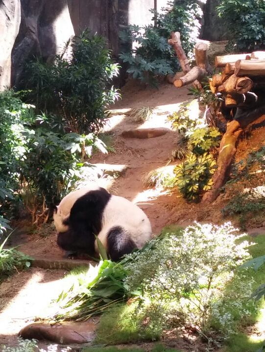 海洋公園熊貓小熊貓